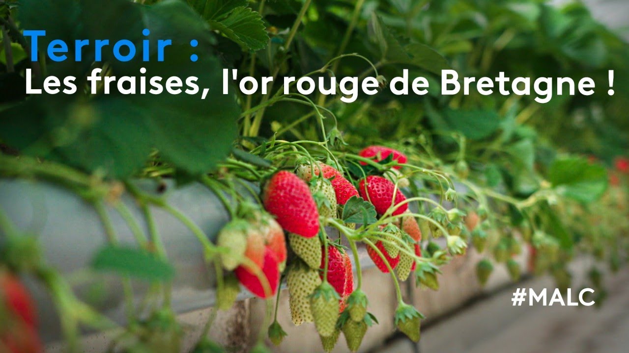 Terroir : les fraises, l'or rouge de Bretagne