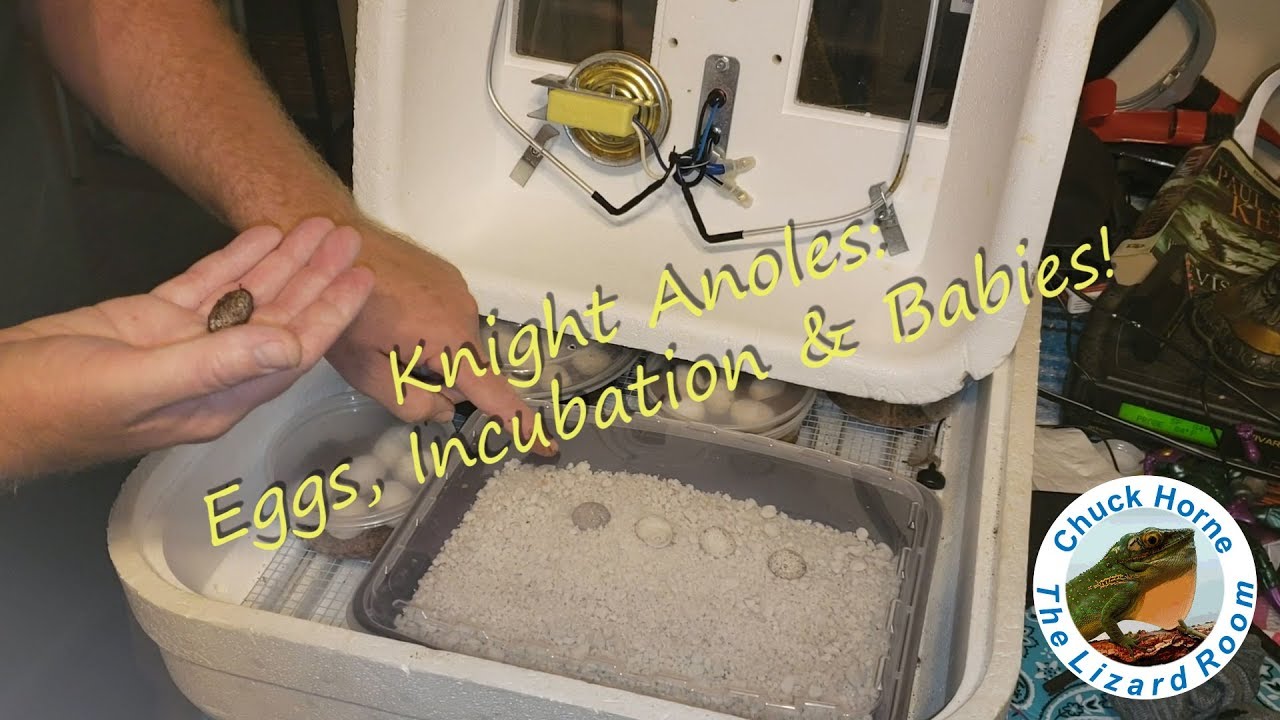 Knight Anoles: Eggs, Incubation & Hatchling Care!