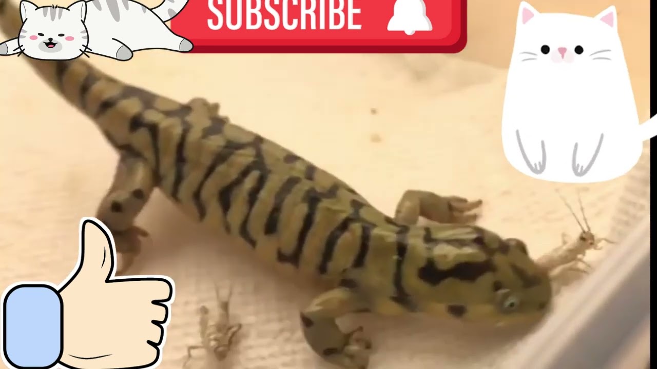 Funny Animals - Sakar Hayvanlar-Komik Video