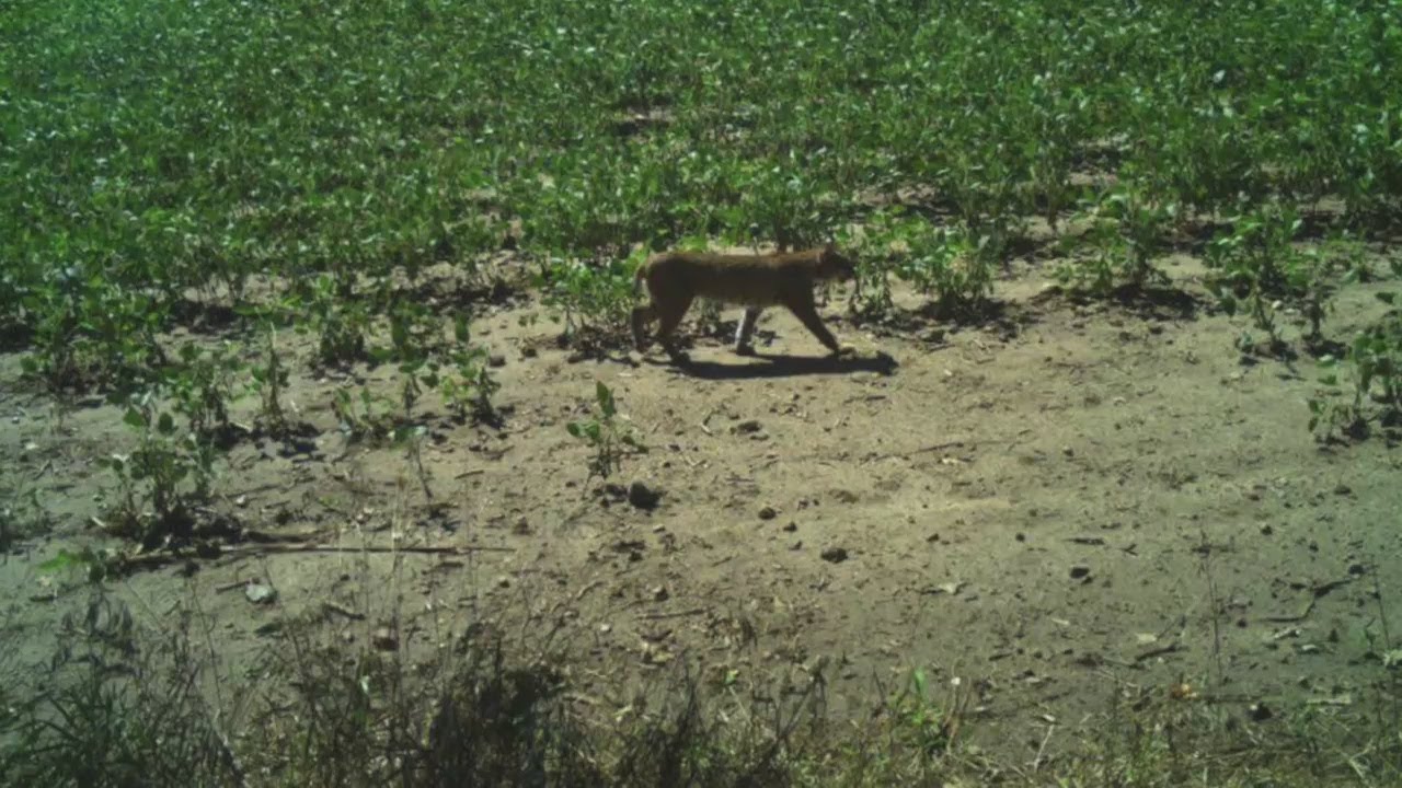 Bobcat Sightings On The Rise In Southern Minnesota