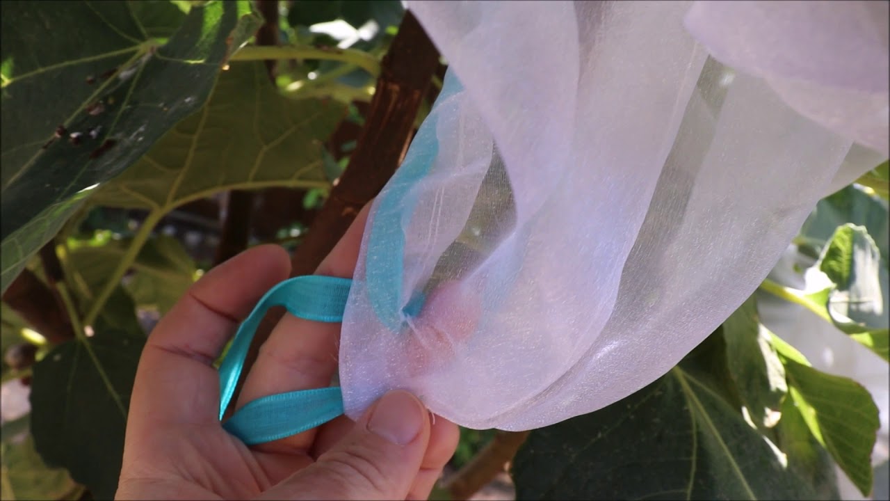 Large Organza Bags to Protect Figs from Birds | Lazy Effective Method