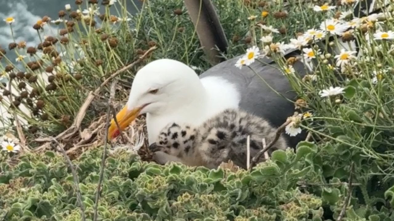 Baby Seagull Nesting: A Mother's Love on the Beach || WooGlobe