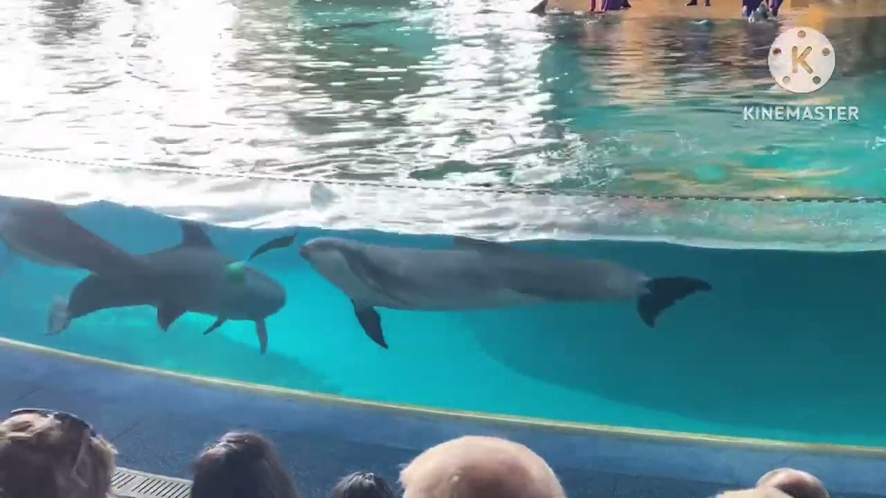ENCOUNTER WITH DOLPHINS AT SEAWORLD YAS ISLAND ABU DHABI