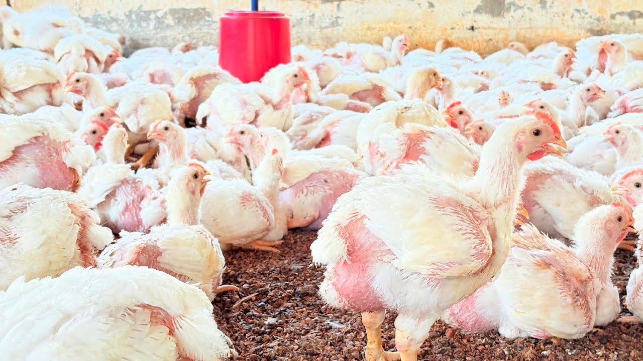 سبب ارتفاع ⬆️ البورصه إهمال المربين ❌ ركز في كلمتين دول لو بتربي فراخ 🐓