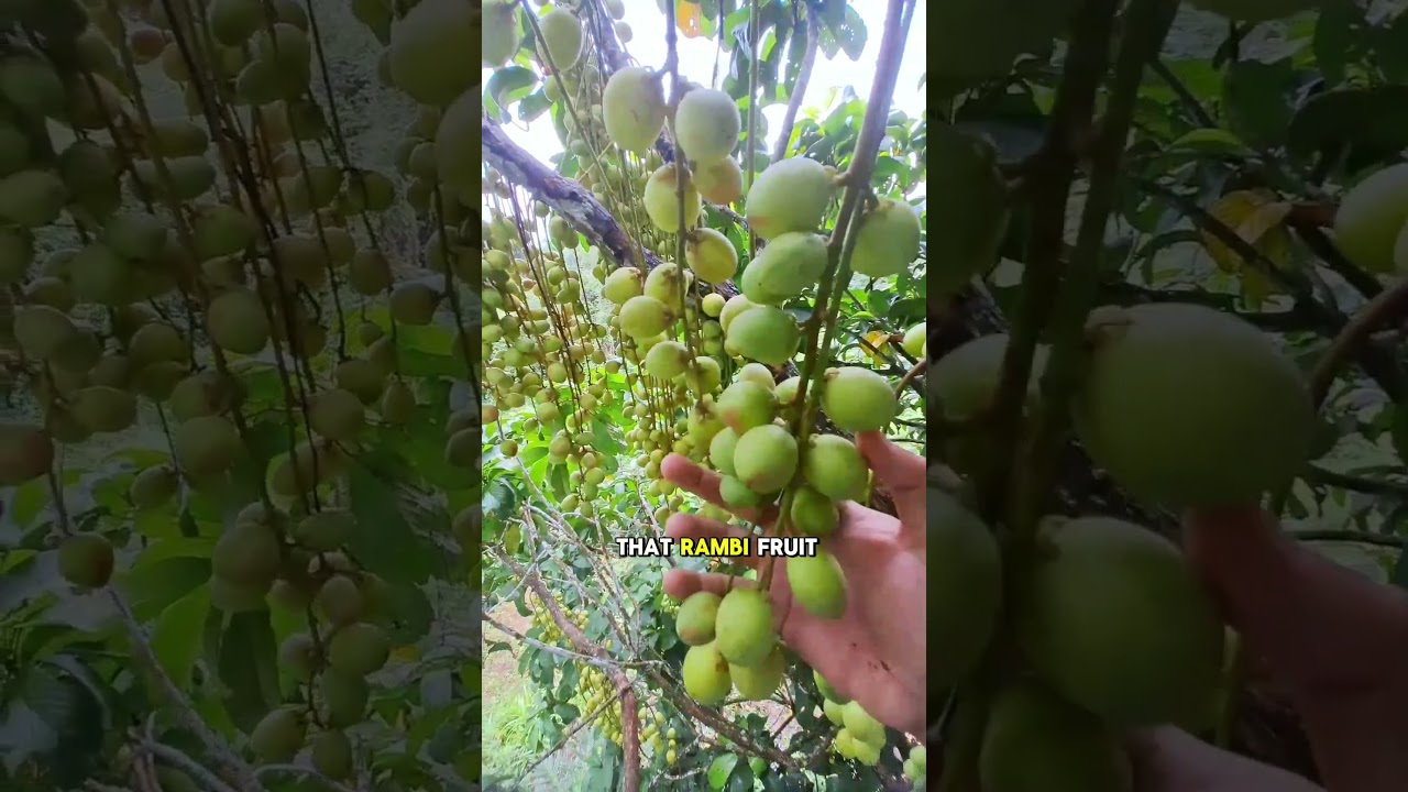 Rambai Fruit: A Tropical Fruit with Potential Health Benefits