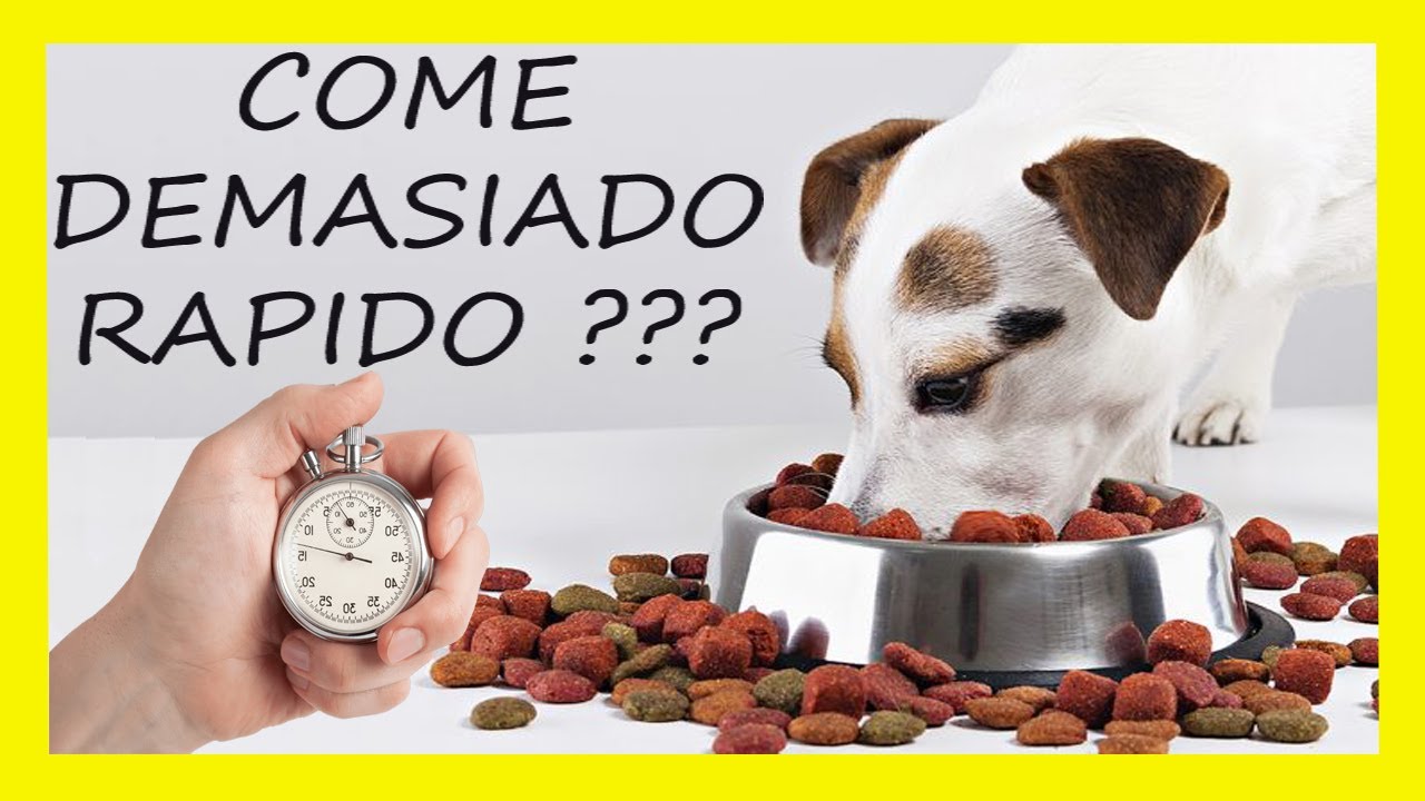 🍵🐩Como enseñar a mi PERRO a COMER LENTO. FACIL!!!!!