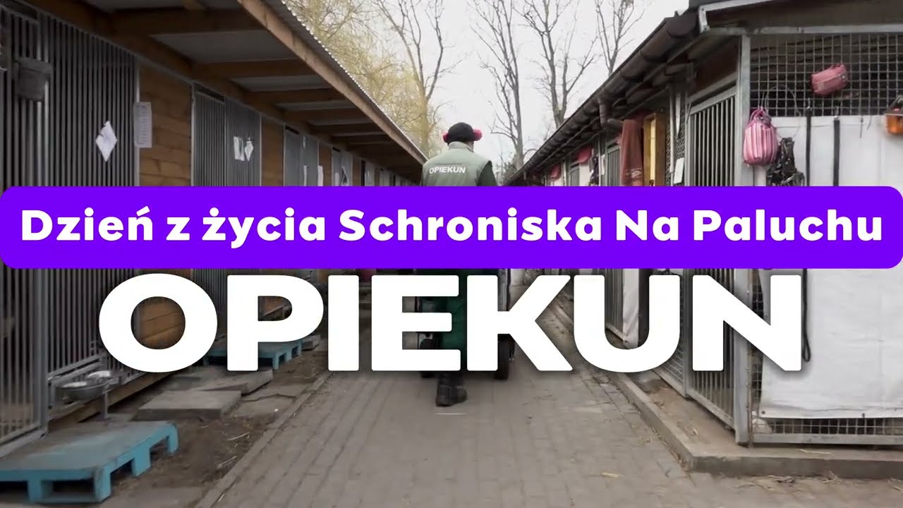Dzień z życia Schroniska Na Paluchu – część 1. OPIEKUN