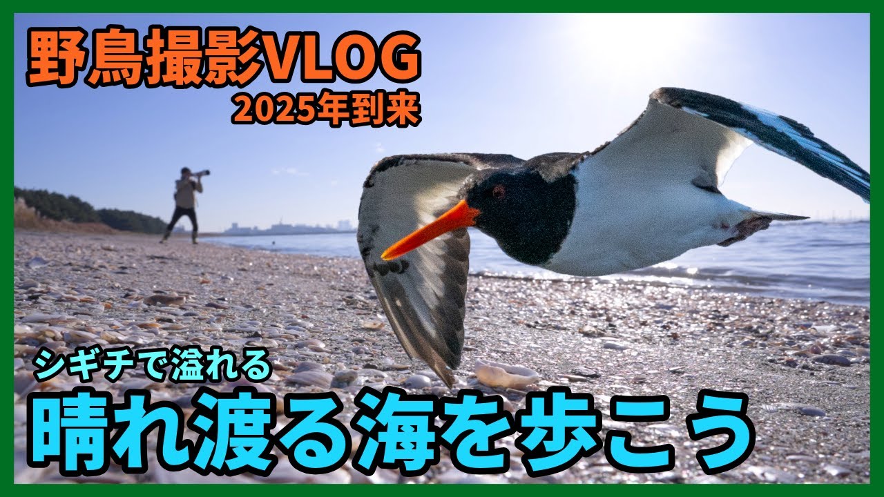 野鳥撮影Vlog「初凪と 思い歩めば 黒風に」ミヤコドリ、シロチドリ、ミユビシギ、ハマシギなど |ふなばし三番瀬海浜公園 | Birding in Japan shot on OM-1 Mark II