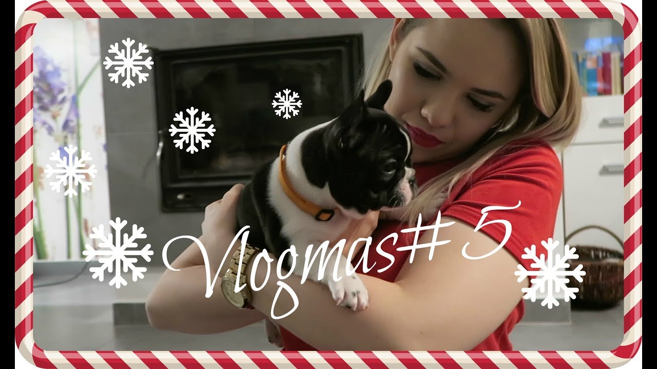 VLOGMAS 5 | KUPUJĘ BULDOGA FRANCUSKIEGO | Olciiak