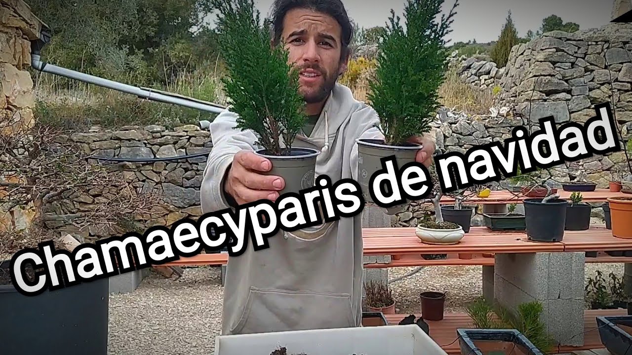 trasplante Chamaecyparis de navidad