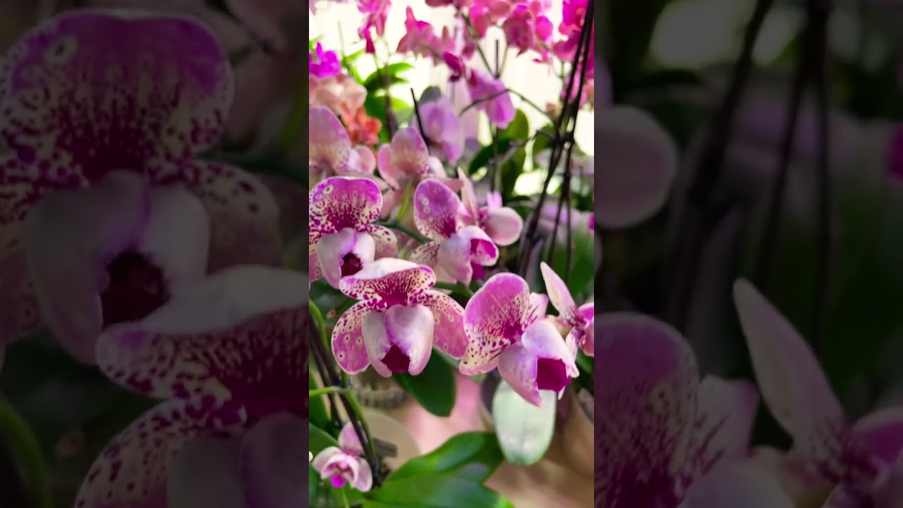 Phalaenopsis Frontera &lsquo;peloric&rsquo; (Фаленопсис Фронтера &lsquo;пелорик&rsquo;)
