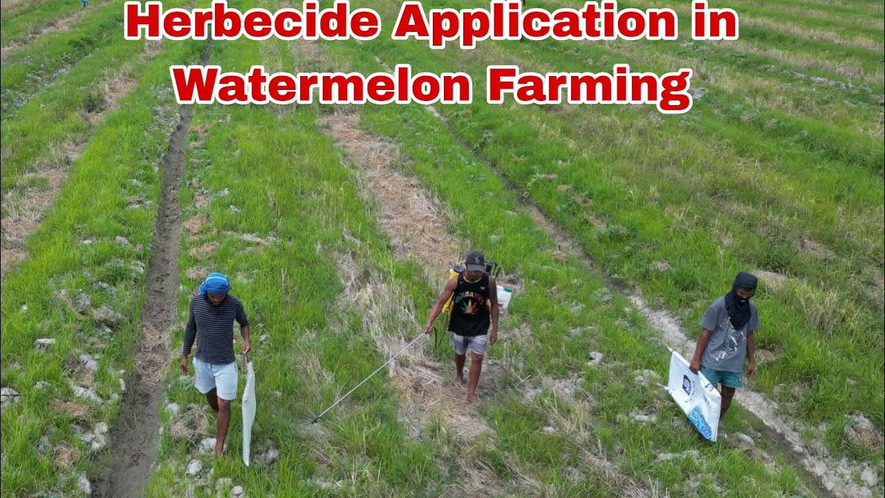 Herbecide Application in Watermelon Farming Day 39 Update