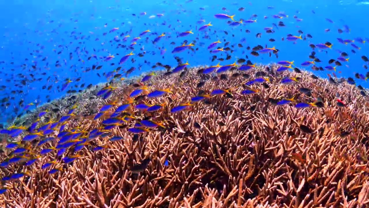 Ocean Decade Action&mdash;Universeum Ocean Science Lab