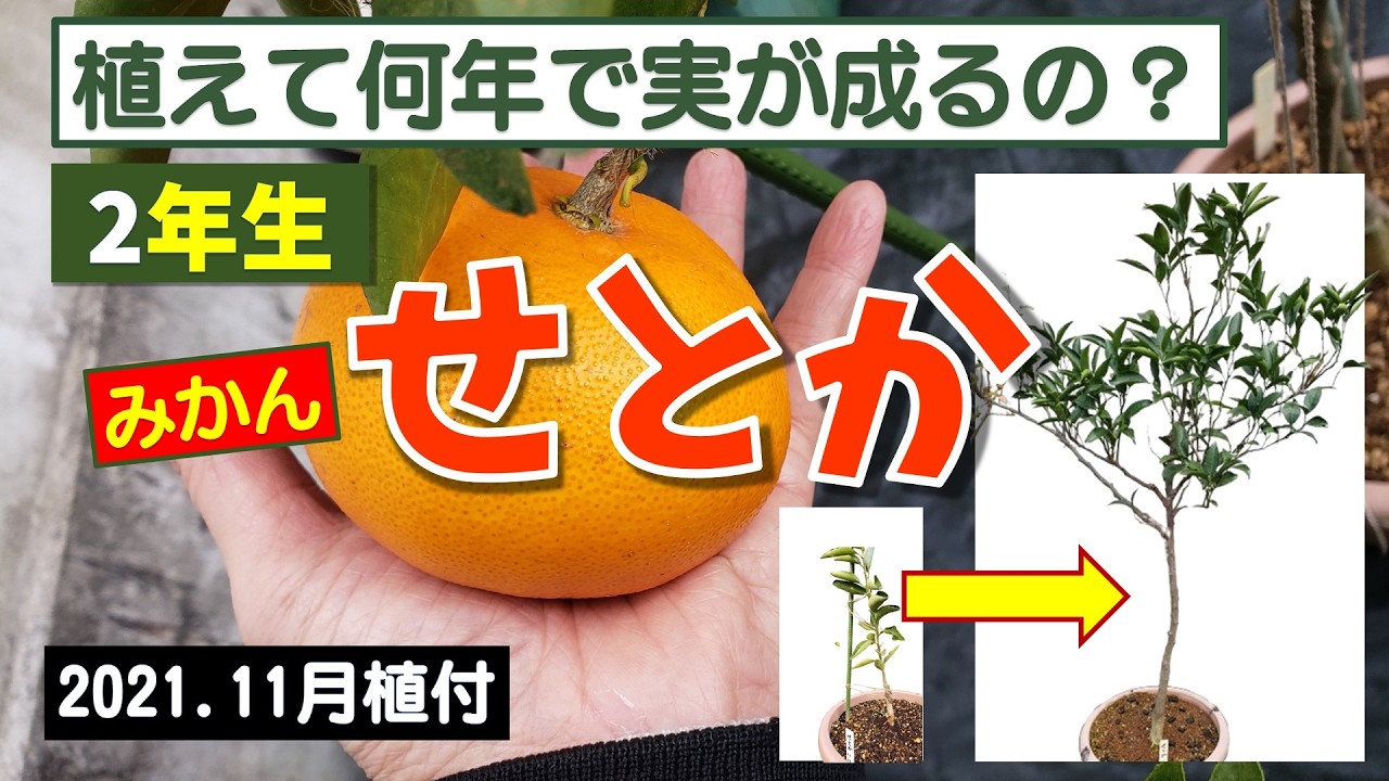 果樹栽培：せとか2年生　植えてから収穫まで何年？