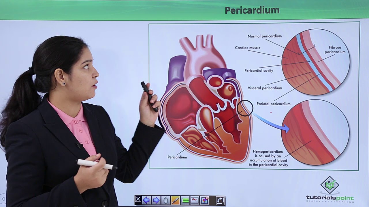 Class10th – Human Heart | Circulatory System (Body Fluid and Circulation) | Tutorials Point