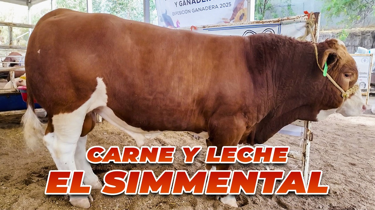 UNA RAZA DOBLE PROPÓSITO: El simmental | Rancho Cinco Talentos | Exposición Ganadera