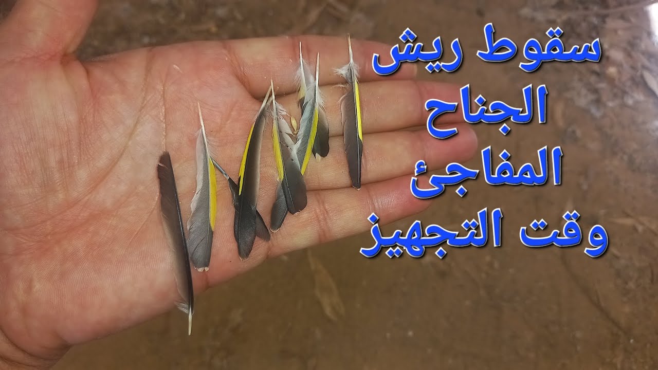 حل وعلاج سقوط ريش جناح طائر الحسون عند الإناث أكتر من الذكور وقت التجهيز  لإنقاذ الموسم
