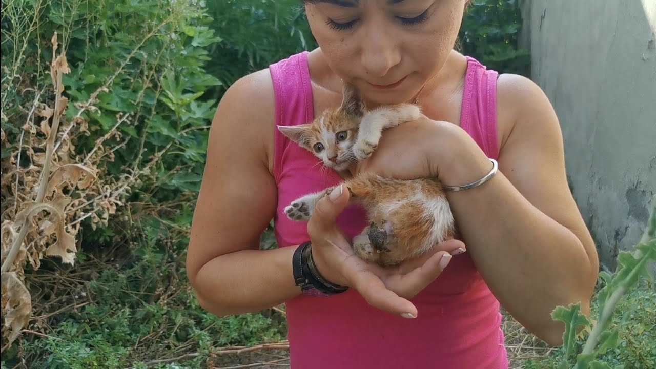 Rescue of an injured stray little kitty who found alone and scared