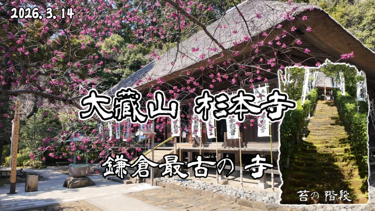 鎌倉最古の寺 杉本寺｜苔の階段！観音様と繋がる！