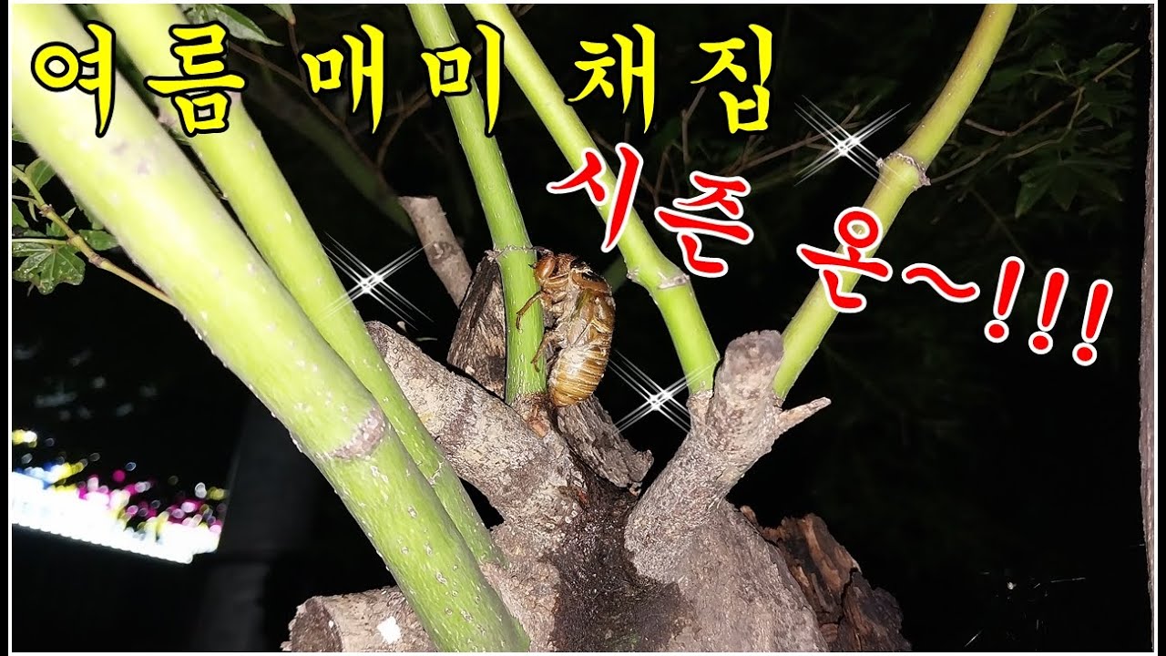 여름 매미 채집 시즌온~매미 유충 탈피각~ㅋSummer cicada collecting season is here~ Cicada larvae shed their shells~ㅋ