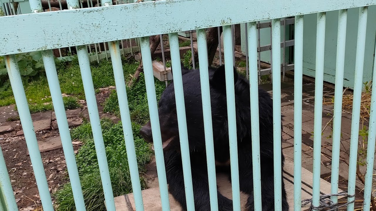 とよくんは１３歳🐻　　　　　　　　　　大阪豊能町・高代寺