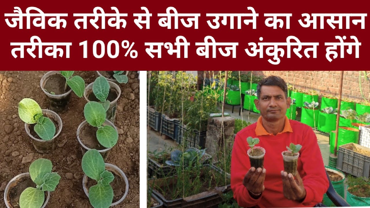 घर पर 100% जैविक तरीके से बीज उगाने का आसान तरीका। Seeds germination procedure at home.