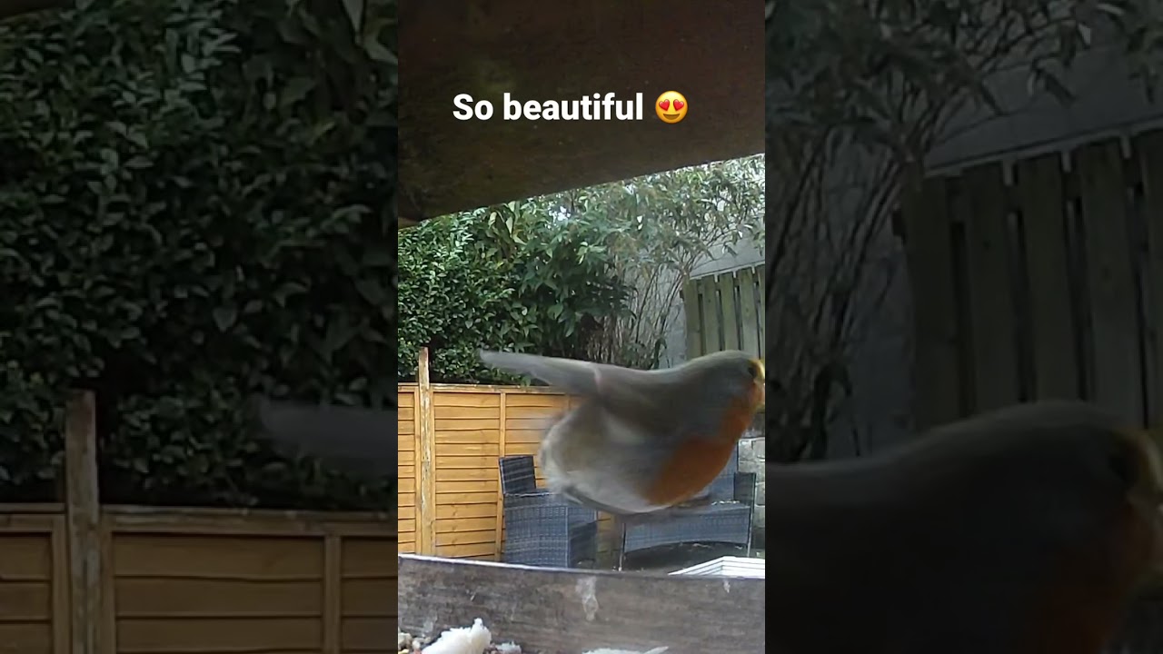 A beautiful robin redbreast on the bird table #ukbirds #uk #birdtable #gardenbirds #wildbirds #cute