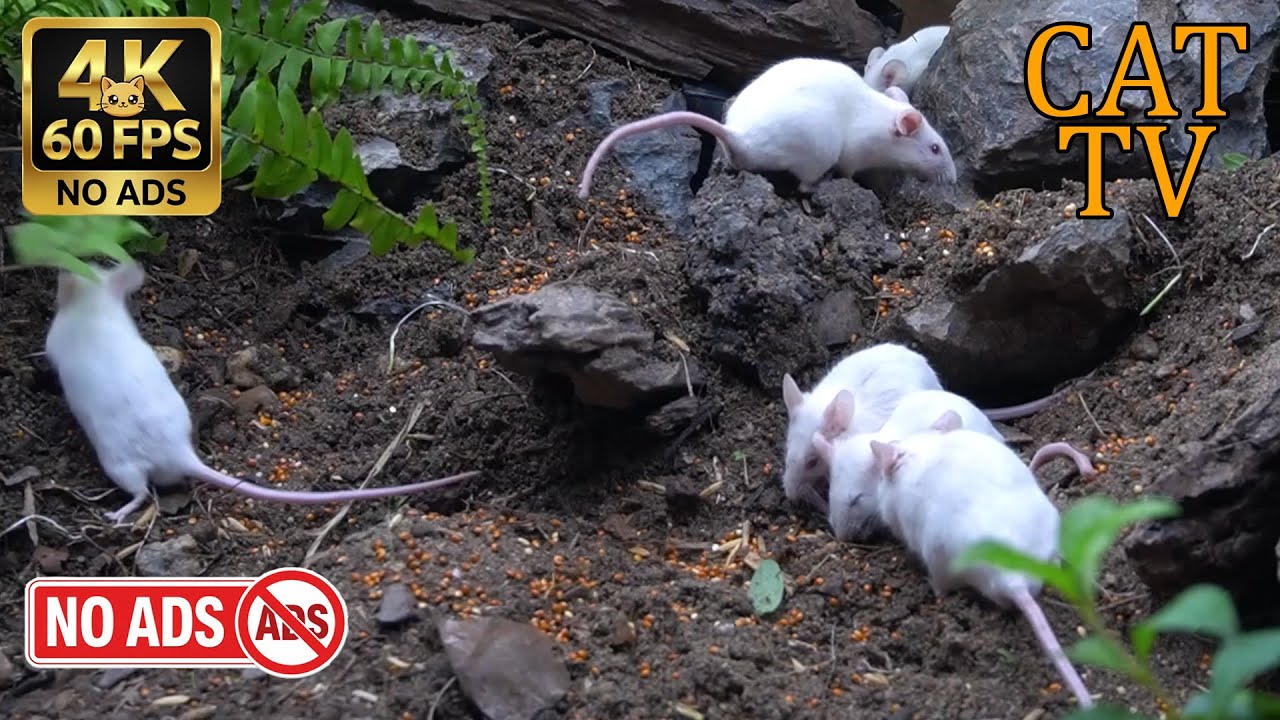 [NO ADS, NO AI] CAT TV Cinema 🐭 White Mice Rocky Foraging Adventure - 4K 60FPS