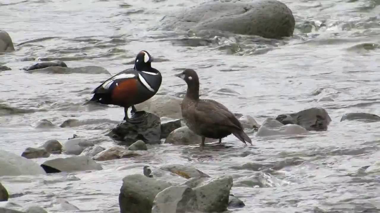 Birds of Iceland
