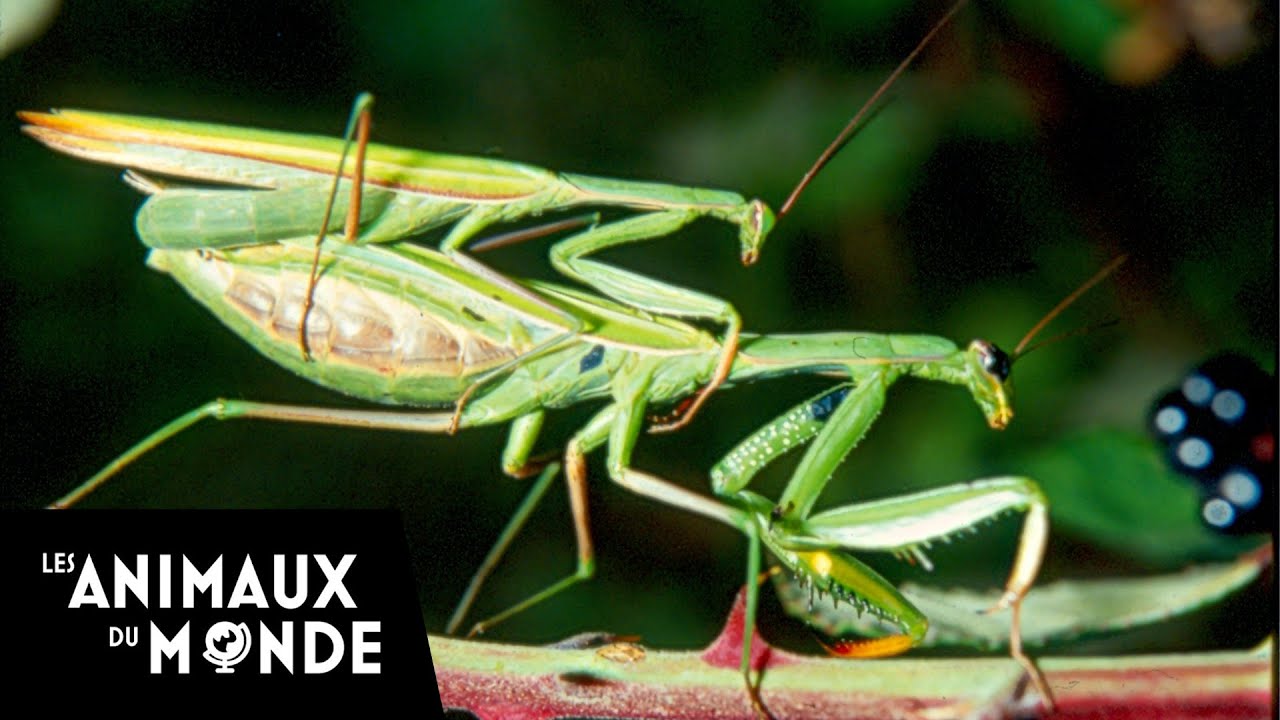La mante religieuse - histoires de mantes