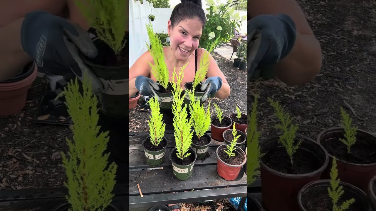 Lemon Cypress, propagations, topiary starters  starters and gross propagation update