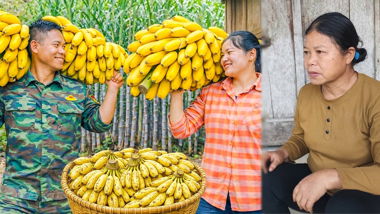 How to Harvest Bananas to Sell - Battling Against a Cruel Mother-in-Law | Ly Tieu Ha's Husband