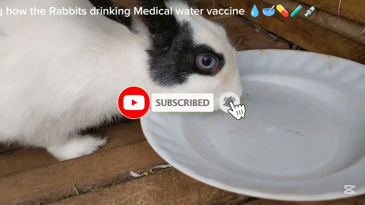 The big rabbits are getting vaccines in the water 💦🐇💊💉🐇🐇🥣💧🐰and their don't know it what is going on😄