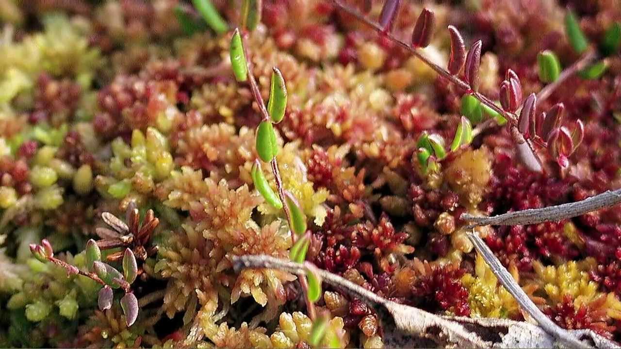 Lille Vildmose - demonstrationsfors&oslash;g, udspredning af sphagnum