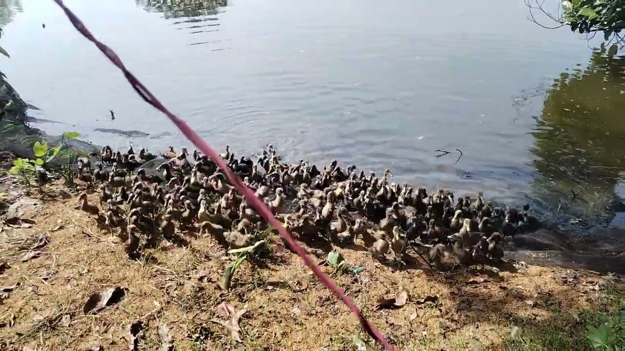 হাঁস এর বাচ্চা প্রথম পুকুরে গোসল 
