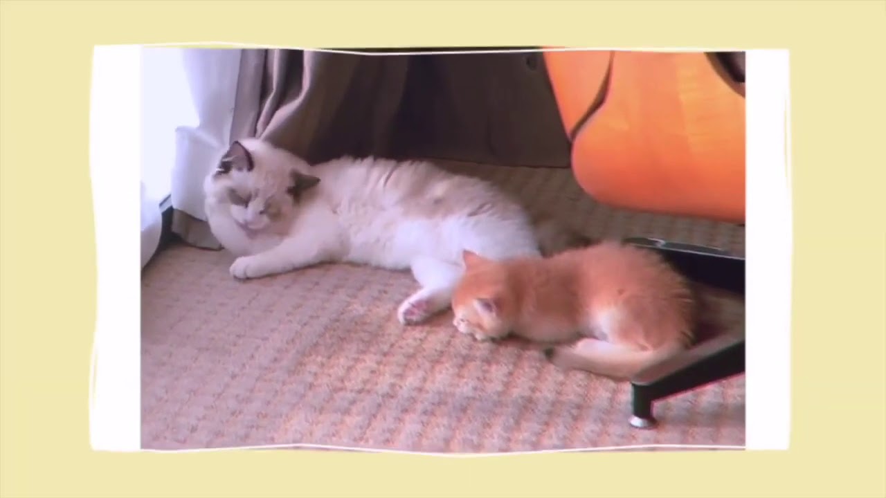 【張藝興】200825 Zhang Yixing Lay - Yixing&rsquo;s Cat Zhang LuLu Zhang Luo Bo weibo update