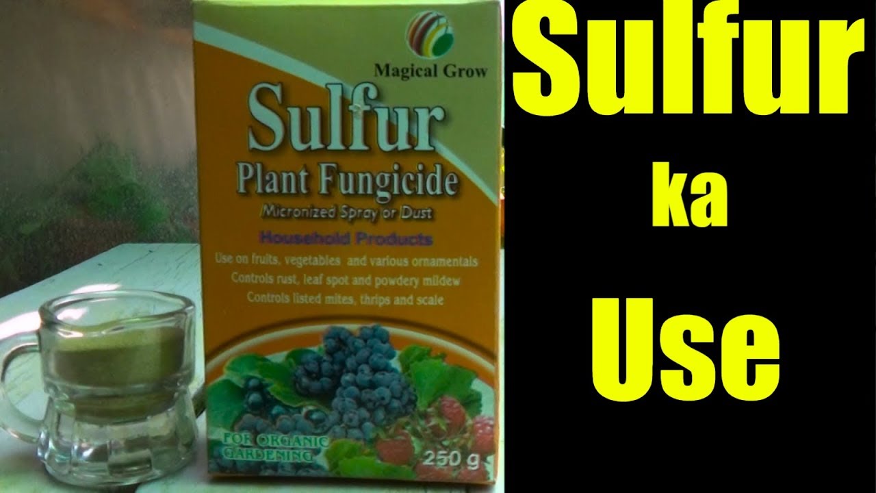 How to Use Sulfur | Pesticide -Fungicide- Fertilizer | Sulfur Ka Use Kya Hai