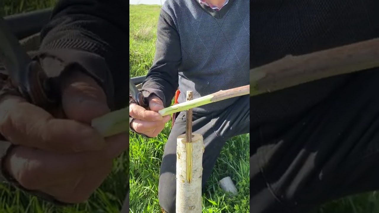 Ceviz aynı gün kesilip kalem aşı yapılır mı