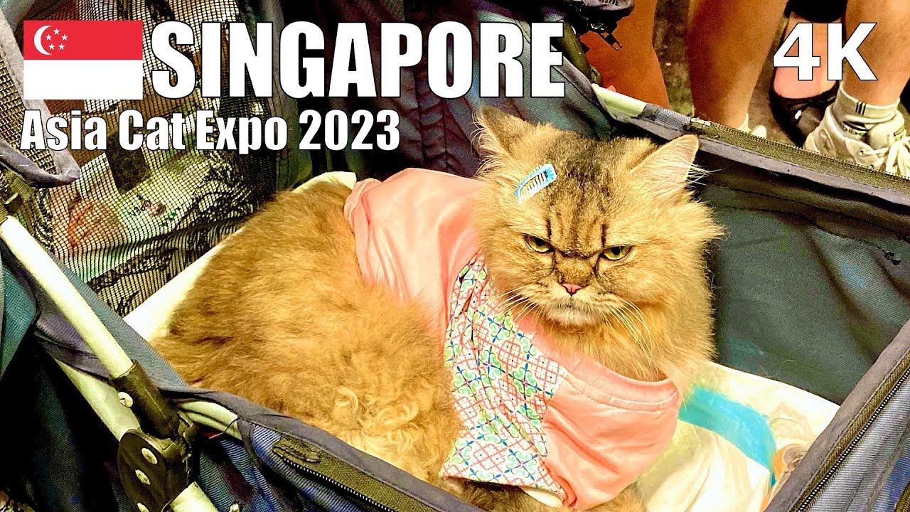 Prowling Cute Cats at Asia Cat Expo 2023, Singapore 🇸🇬 - Virtual Walking Tour [4K]