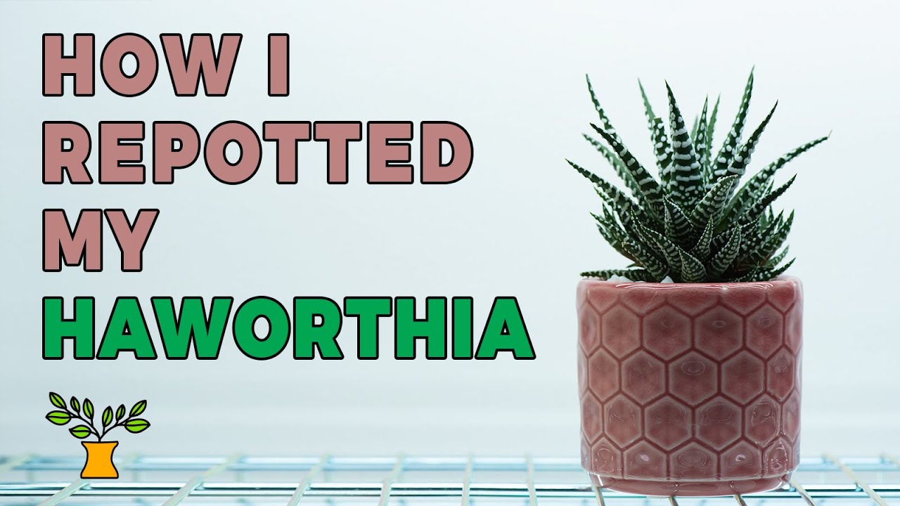 How I repotted my Zebra Haworthia