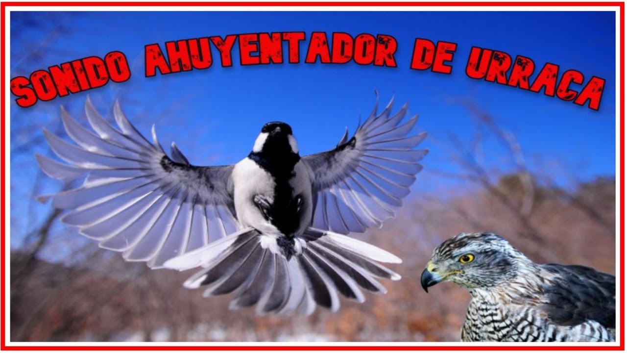 Sonido para  ahuyentar Urracas