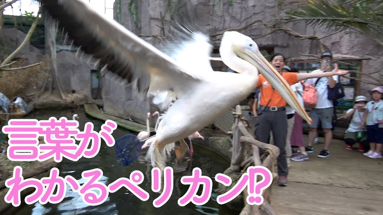 【BONGO in NASU】PART6　ペリカンに言い聞かせる飼育員さんとペリカンがすごい!!