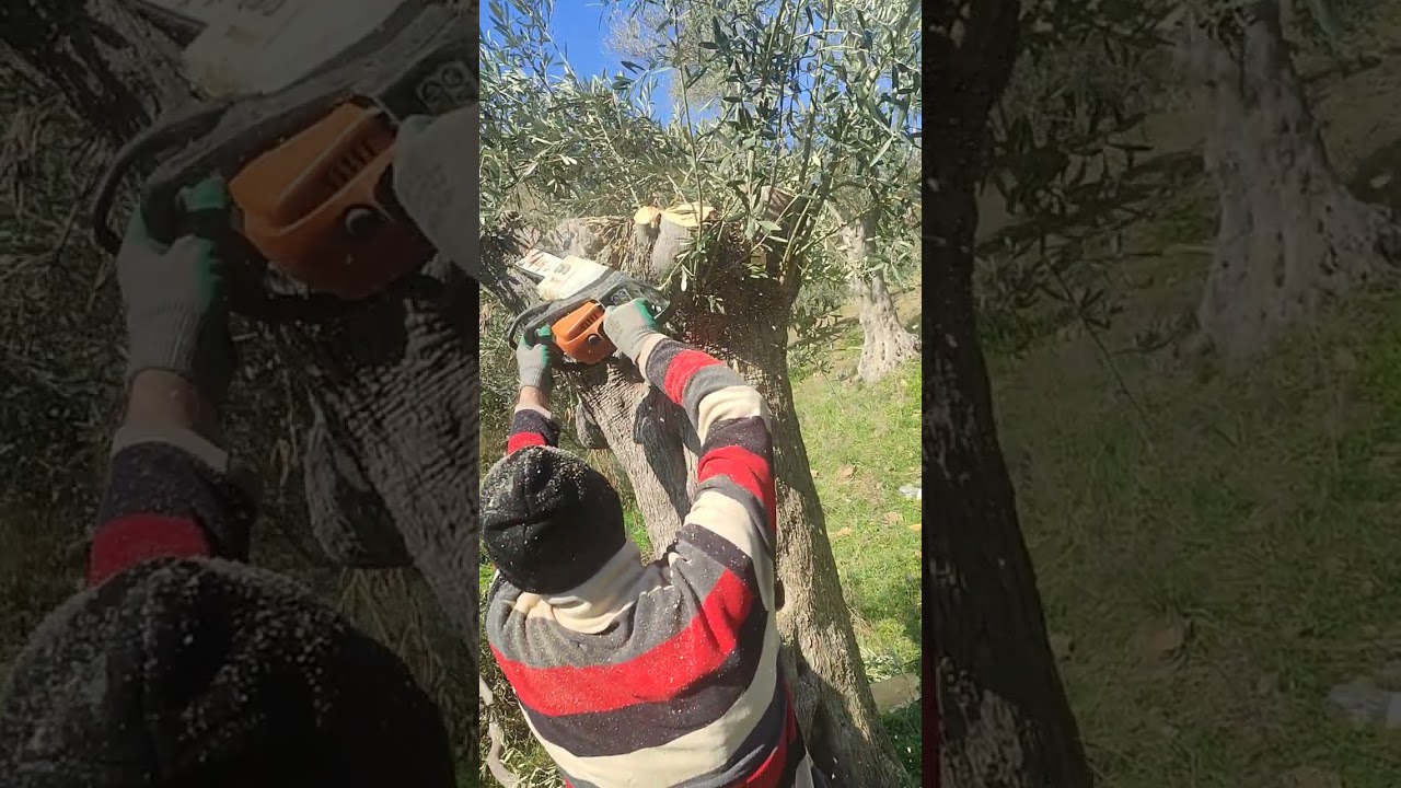 Zeytin Ağacında Kabaklama Yöntemiyle yapılan Gençleştirme Budaması