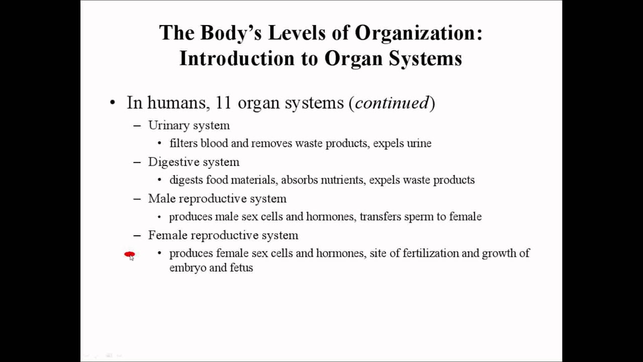 Introduction to Body Systems by Prof Knoppy