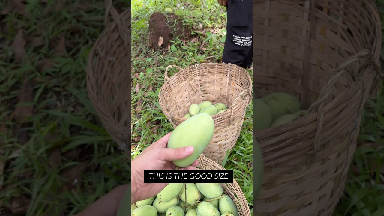 Harvesting Mangoes in our Mango Orchard within our compound. #backyardfarming #mangoorchard