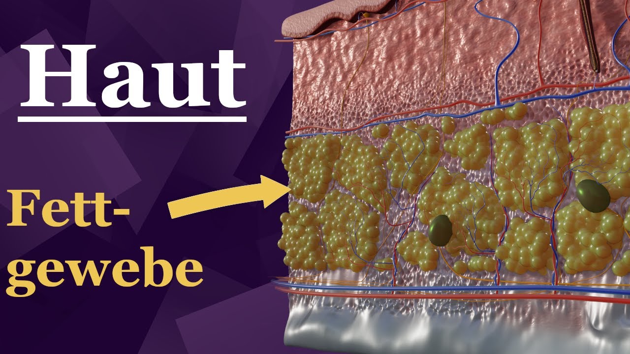 Unterhaut | Aufbau in 3 MINUTEN verstehen | 3D Animation