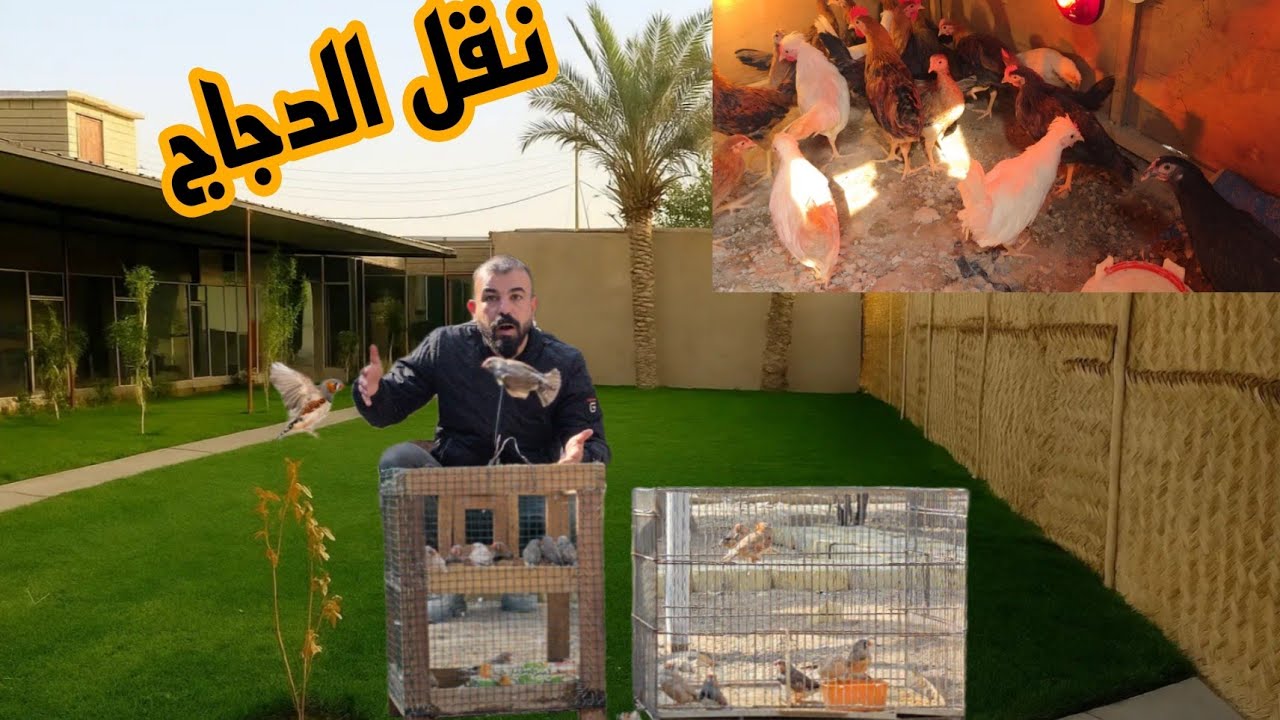 وجبه جديدة من طيور الزينه #ارام_موسى 