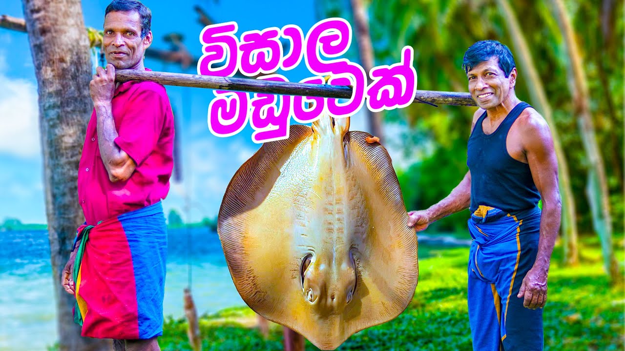 විසාල මඩුවෙක්ගෙන් මඩු මාළු කරියක් ගමටම - Cooking a Massive Stingray Curry for the Whole Village