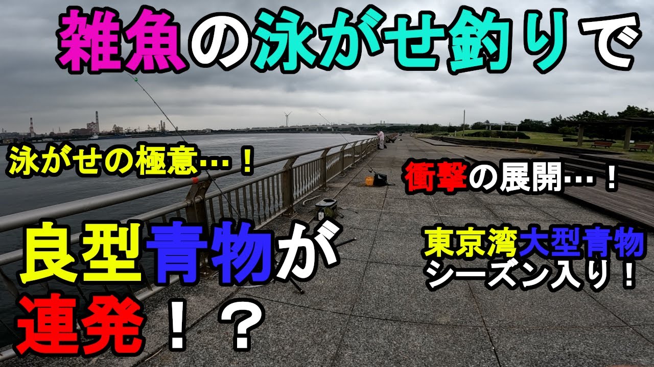 【神奈川県某所】雑魚の泳がせ釣りで良型青物が連発！？秋の海釣りハイシーズン期間に、関東地方の東京湾側に面した釣り場で、パン粉のサビキ釣りと泳がせ釣りをしていたら衝撃の展開に…！【2024年10月中旬】