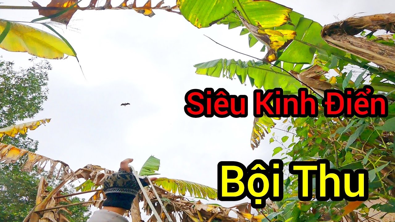 Đi Săn Bằng N&aacute; Cao Su - Chạy Xe Bem C&ograve; Bay - Bội Thu Rực Rỡ - Slingshot Hunting Tập 299